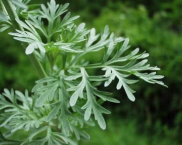 Artemisia - Erva Fria